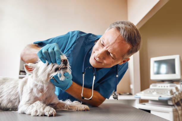 Best Emergency Denture Repair in Rogers, TX